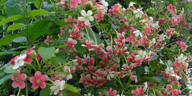 cach-thuc-trong-hoa-su-quan-tu-rat-don-gian Cách thức trồng hoa sử quân tử rất đơn giản