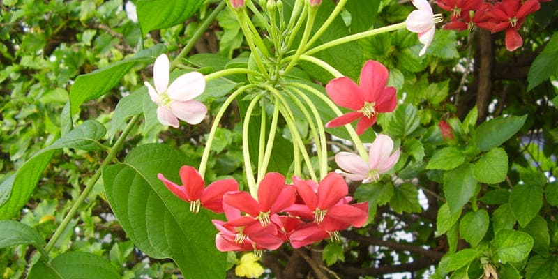 cach-thuc-trong-hoa-su-quan-tu-trong-chau-de-dang Cách thức trồng hoa sử quân tử trong chậu dễ dàng