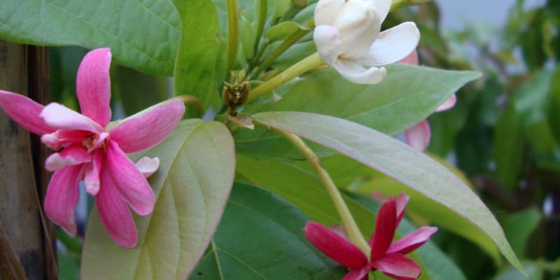 cay-trang-leo-co-cong-dung-chua-benh-huu-ich Cây trang leo có công dụng chữa bệnh hữu ích