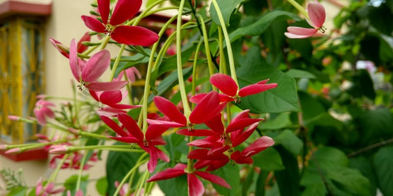 cay-trang-leo-duoc-nhieu-nguoi-chon-lua Cây trang leo được nhiều người chọn lựa