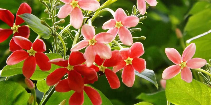 cay-trang-leo-duoc-trong-pho-bien-o-nuoc-ta Cây trang leo được trồng phổ biến ở nước ta