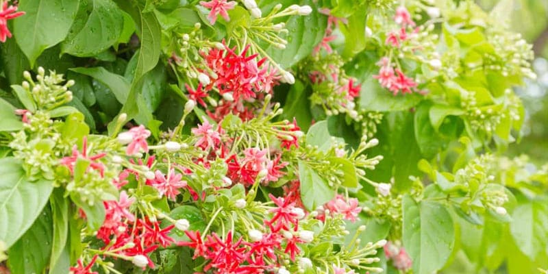 chu-y-luong-phan-bon-khi-trong-hoa-su-quan-tu Chú ý lượng phân bón khi trồng hoa sử quân tử