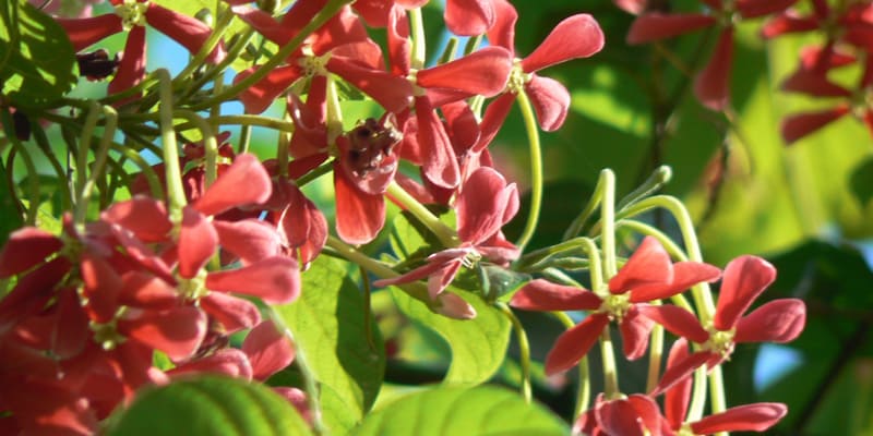 hoa-su-quan-tu-duoc-ua-chuong-trong-de-trang-tri Hoa sử quân tử được ưa chuộng trồng để trang trí