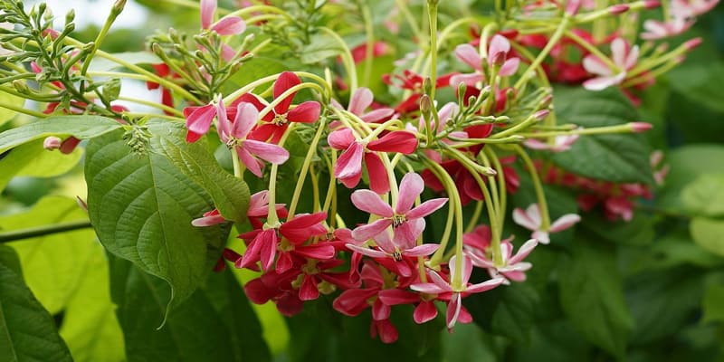 hoa-su-quan-tu-la-giong-hoa-dep-mat-1 Hoa sử quân tử là giống hoa đẹp mắt