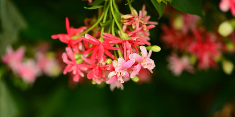 hoa-su-quan-tu-pho-bien-trong-nghe-thuat Hoa sử quân tử phổ biến trong nghệ thuật