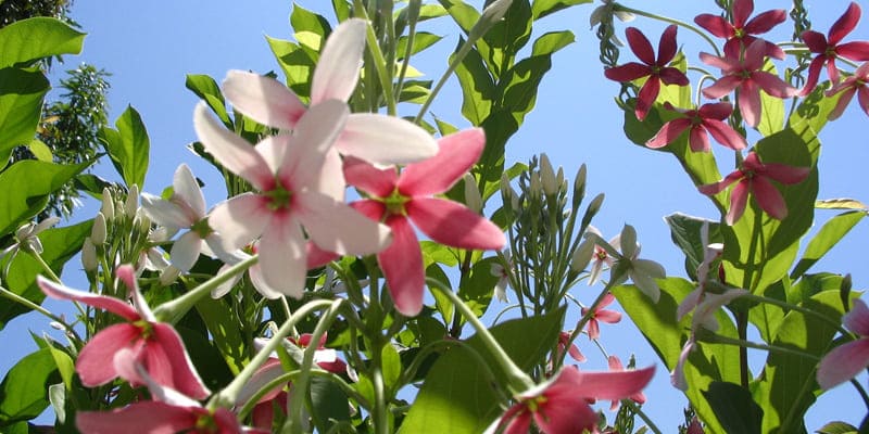 hoa-trang-leo-de-tao-gian Hoa trang leo dễ tạo giàn