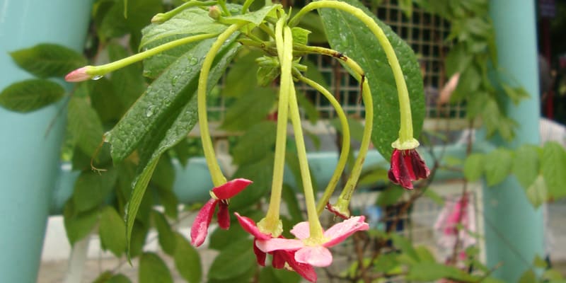 hoa-trang-leo-duoc-nhieu-nguoi-yeu-thich-trong-lam-canh Hoa trang leo được nhiều người yêu thích trồng làm cảnh
