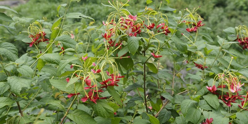 hoa-trang-leo-ruc-ro-ben-hien-nha Hoa trang leo rực rỡ bên hiên nhà