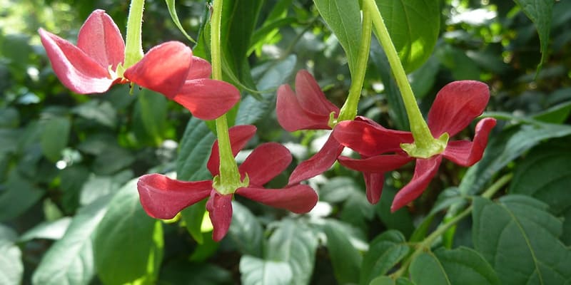 hoa-trang-leo-voi-ve-dep-quyen-ru Hoa trang leo với vẻ đẹp quyến rũ