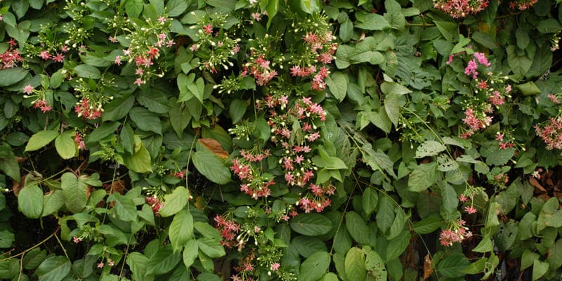 huong-thom-ngot-ngao-tu-hoa-trang-leo Hương thơm ngọt ngào từ hoa trang leo