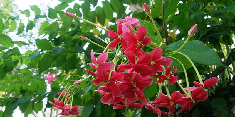 huyen-tich-ve-hoa-su-quan-tu Huyền tích về hoa sử quân tử