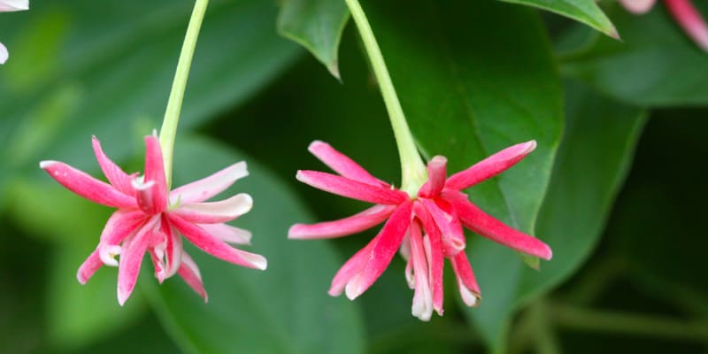 loai-hoa-trang-leo-co-nhieu-gia-tri-trong-doi-song Loài hoa trang leo có nhiều giá trị trong đời sống