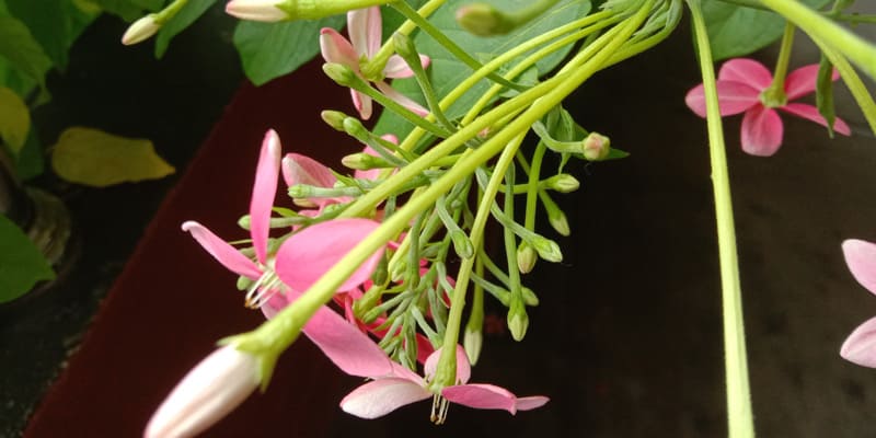 phan-loai-giong-hoa-su-quan-tu Phân loại giống hoa sử quân tử