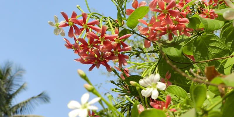 su-quan-tu-ruc-ro-ca-mot-goc-troi Sử quân tử rực rỡ cả một góc trời